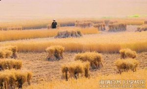 麦客，儿时关中平原的一道风景 