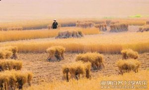 麦客，儿时关中平原的一道风景