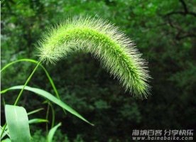 童年的狗尾草，快乐始终如一 