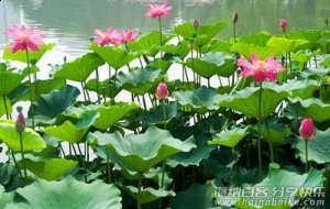 采莲蓬，带你重温童年夏日 