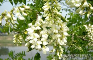 槐花飘香，芳香了整个童年