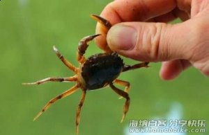 童年，抓螃蟹的那些趣事 
