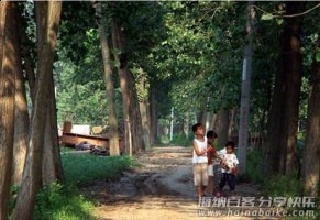 别了，童年的夏日蝉鸣
