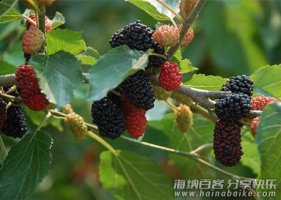 10种最常见的野果，你吃过哪些？ 