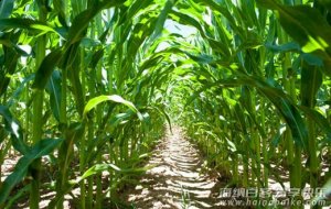 记忆中童年的味道——玉米篇，流口水没？ 
