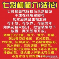 摆地摊七彩柳货源批发