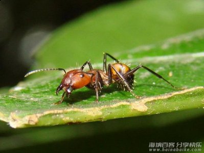 3D打印蚁巢，给蚁后一个绿色的家 