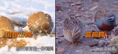 什么是芦丁鸡？好养吗？芦丁鸡孵化