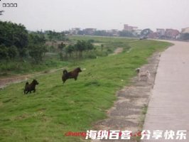 鸡犬之声相闻，老死不相往来的故事 - 鸡犬之声相闻，老死不相往来典故 - 成语 