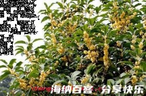 谢兰燕桂的故事 - 谢兰燕桂典故 - 成语故事 