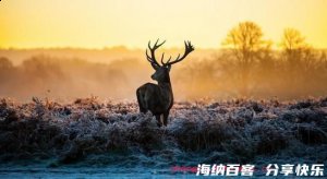 小鹿触心头的故事 - 小鹿触心头典故 - 成语故事 