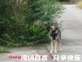 狗窦大开的故事 - 狗窦大开典故 - 成语故事 
