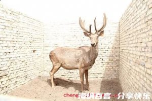 覆鹿遗蕉的故事 - 覆鹿遗蕉典故 - 成语故事 