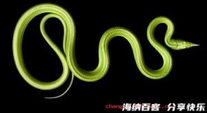 蛇珠雀环的故事 - 蛇珠雀环典故 - 成语故事 