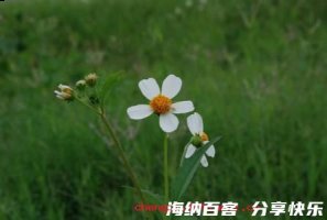 蒹葭玉树的故事 - 蒹葭玉树典故 - 成语故事