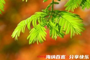 复鹿寻蕉的故事 - 复鹿寻蕉典故 - 成语故事 