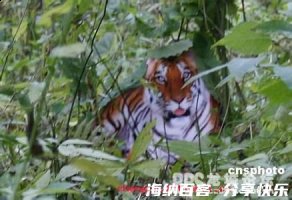 正龙摄虎的故事 - 正龙摄虎典故 - 成语故事 