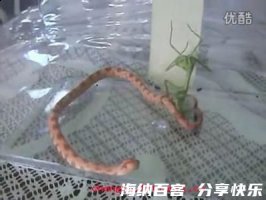 螳螂捕蛇的故事 - 螳螂捕蛇典故 - 成语故事 