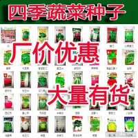 地摊四季菜种子批发 